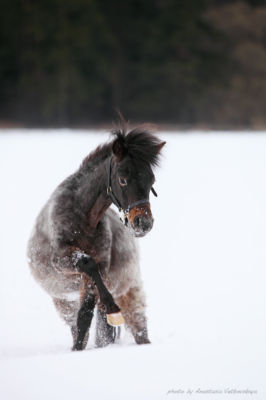 . Нарния (Продана)