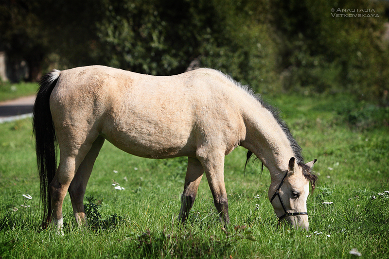 . Амазинг Грейс, сектор "В" (Продана)
